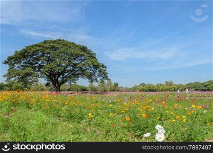 Beautiful view of cosmos flower field with big tree