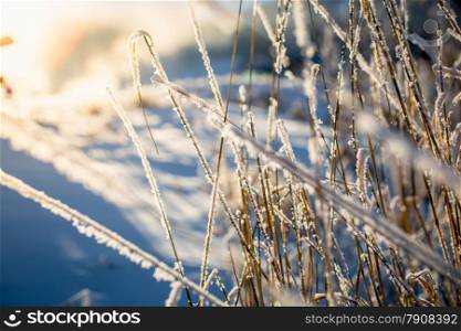 Beautiful view of dry grass covered by snow at sunny day
