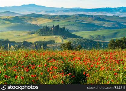Beautiful View of green Hilly Tuscan Field in summer with the typical Italian farm house ,the red poppy field, the cypresses tree and the agricultural field in Tuscany Italy