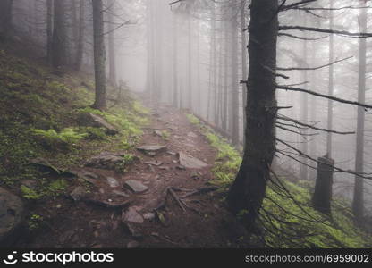 Beautiful view of mysterious foggy forest. Beautiful view of mysterious foggy green summer forest