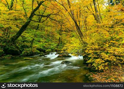 Beautiful view of Oirase River flow passing green mossy rocks in the colorful foliage forest of autumn season at Oirase Gorge in Towada Hachimantai National Park, Aomori Prefecture, Japan.