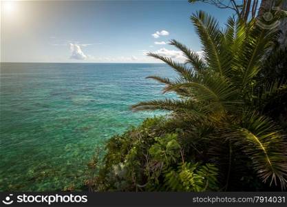 Beautiful view of palm tree growing at sea beach at sunny day