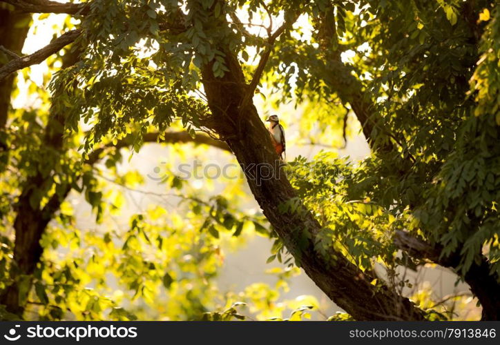 Beautiful view of red woodpecker sitting on big tree at sunset