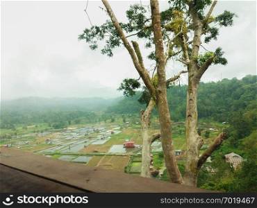 Beautiful view of rice fields and village with trees