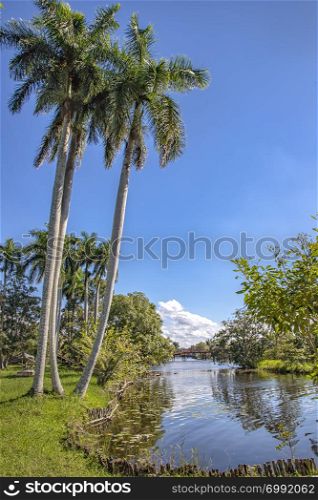 Beautiful view of river and palms in Laguna del Tesoro, Cuba