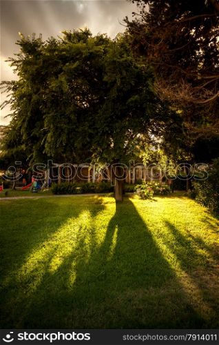 Beautiful view of sun shining through big lush tree at park