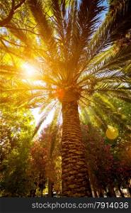 Beautiful view of sun shining through big palm tree