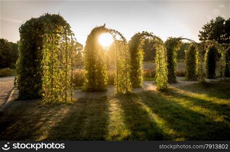 Beautiful view of sun shining through floral arcs at park
