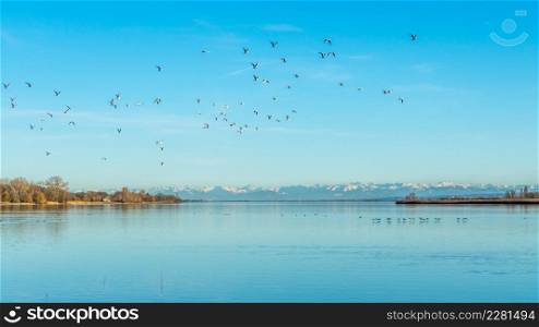 Beautiful view of the Alps at Lake Constance and seagulls in the sky