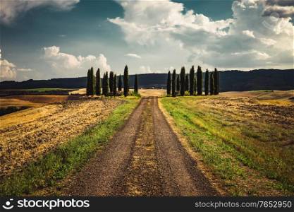 Beautiful view of the Italian countryside, dirt road goes through wheat fields along which majestic high cypress trees stand, the beauty of a Tuscan nature
