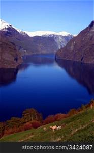 Beautiful view of the Norwegian fjord. Scenery near Flam and Aurland.