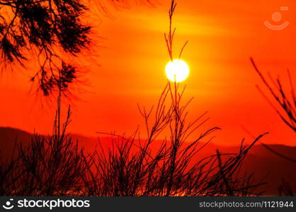 Beautiful view of the sunset in the red sky over the plants on a hill