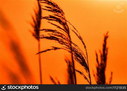 Beautiful view of the wheat plants with the sunset in the background