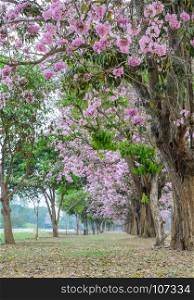 Beautiful view pink flower tree tunnel of Tabebuia or trumpet tree