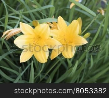 Beautiful View yellow daylily flowers in garden. Beautiful view yellow daylily flowers in garden. Blurred background