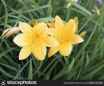 Beautiful View yellow daylily flowers in garden. Beautiful view yellow daylily flowers in garden. Blurred background