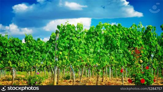 Beautiful vineyard in Europe, sunny day, Italian agricultural field, fresh green grape leaves, tasty sweet fruits, wine production concept