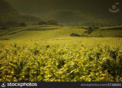 Beautiful vineyard landscape in Provence, France