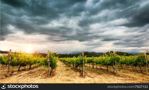 Beautiful vineyard landscape over cloudy overcast sky, agricultural panoramic scene, harvest season, vine valley, winery production of South Africa
