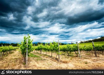Beautiful vineyard landscape, overcast cloudy sky over fresh green vines, amazing view of big grapes valley in South Africa