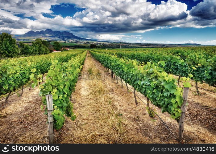 Beautiful vineyard landscape, panoramic view on a great vine valley, autumn season, wine industry in South Africa