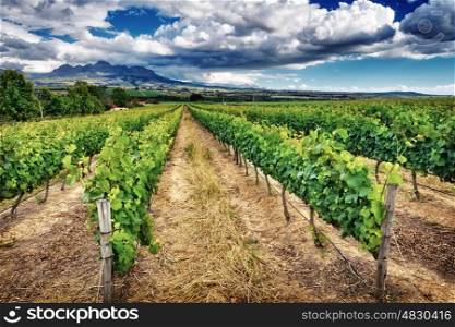 Beautiful vineyard landscape, panoramic view on a great vine valley, autumn season, wine industry in South Africa