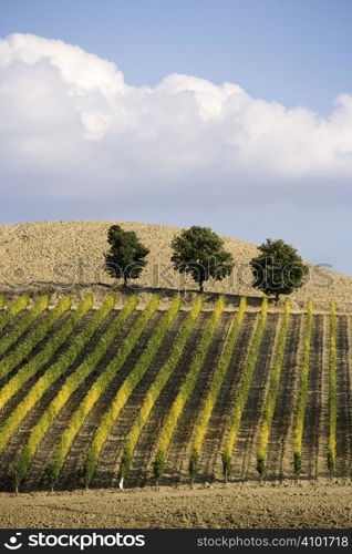 Beautiful vineyard panoramic in Italy...