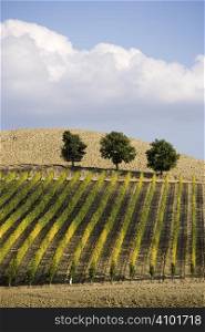 Beautiful vineyard panoramic in Italy...