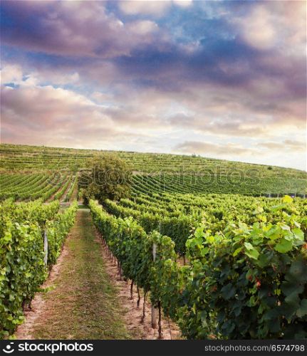 Beautiful vineyard sunset. Beautiful vineyard at the sunset in South Europe