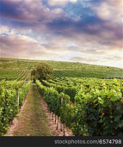 Beautiful vineyard sunset. Beautiful vineyard at the sunset in South Europe