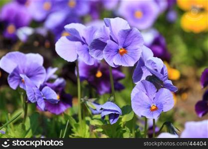 Beautiful viola flowers in the garden