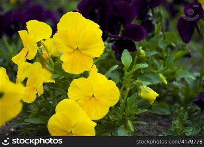 beautiful viola pansy flower at spring in a garden