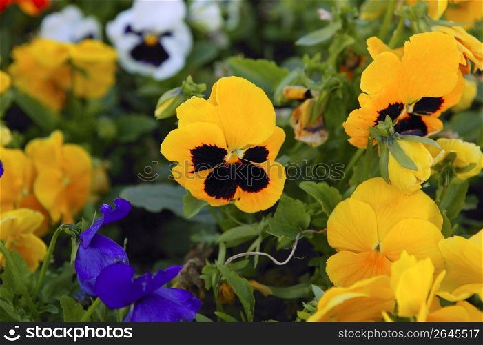 Beautiful Viola x Wittrokiana pansy flowers garden
