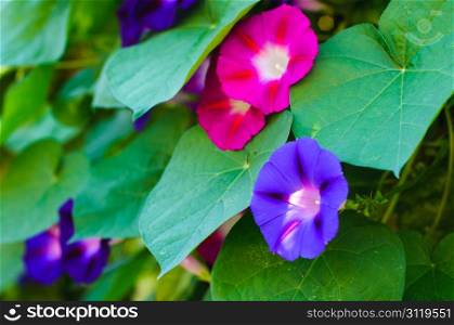 Beautiful violet and pink flowers of bindweed