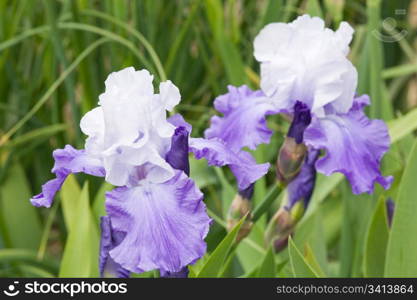 beautiful violet-blue iris flower (macro) on flower-bed