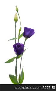 Beautiful violet flower isolated on white.