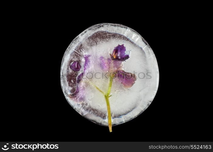 Beautiful violet flowers frozen at ice