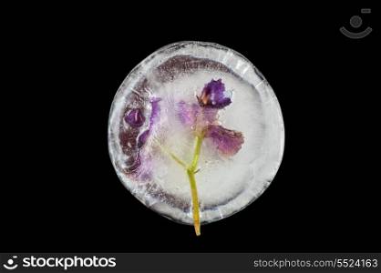 Beautiful violet flowers frozen at ice