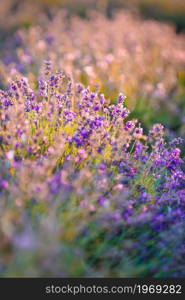 Beautiful violet lavender in the field close up. Sunset over a violet lavender field outdoors