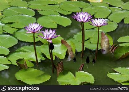 beautiful violet lotus flower in the pond