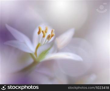 Beautiful Violet Nature Background.Abstract Macro Photography.Floral Art Design.Artistic Flower.Creative Wallpaper.Violet Color.Colorful Natural Photo.Beauty in Nature.Closeup View.Copy Space.Decorative,artwork.