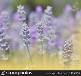 Beautiful Violet Nature Background.Floral Art Design.Soft Focus.Macro Photography.Floral abstract pastel background with copy space.Lavender Field.Summer Floral Background.Artistic Wallpaper.Blooming Violet Fragrant Lavender Flowers.Perfume Ingredient.