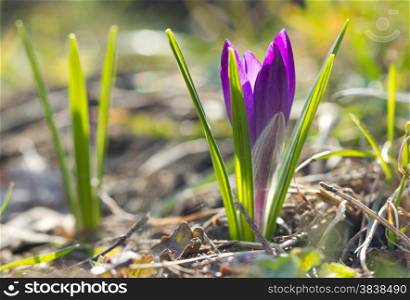 Beautiful violet spring crocus in springtime
