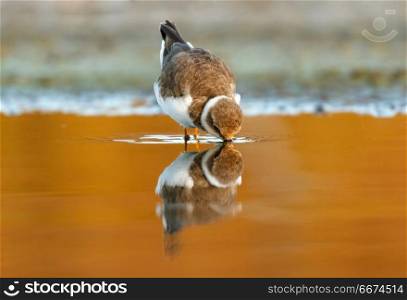 Beautiful wader bird drinking on the water . Beautiful wader bird drinking on the water with a beautiful orange color
