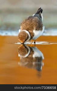 Beautiful wader bird drinking on the water with a beautiful orange color