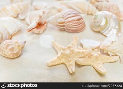 Beautiful wallpaper on the marine theme: several clams and starfishes on the background of sea sand
