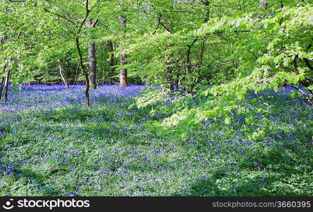 Beautiful warm morning light streaming through trees in bluebell woods in Spring