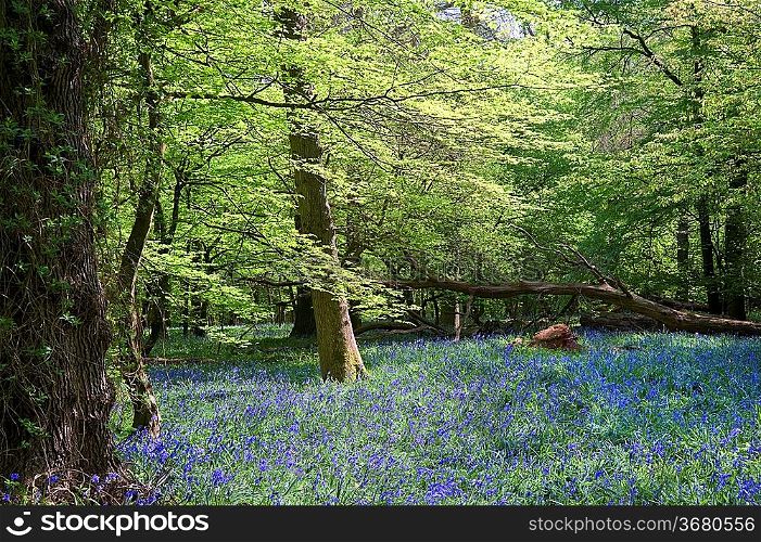 Beautiful warm morning light streaming through trees in bluebell woods in Spring