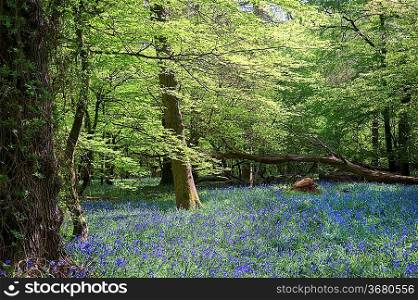 Beautiful warm morning light streaming through trees in bluebell woods in Spring