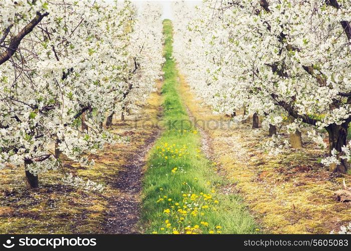 Beautiful warm spring in the cherry orchard